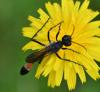 Ammophila sabulosa